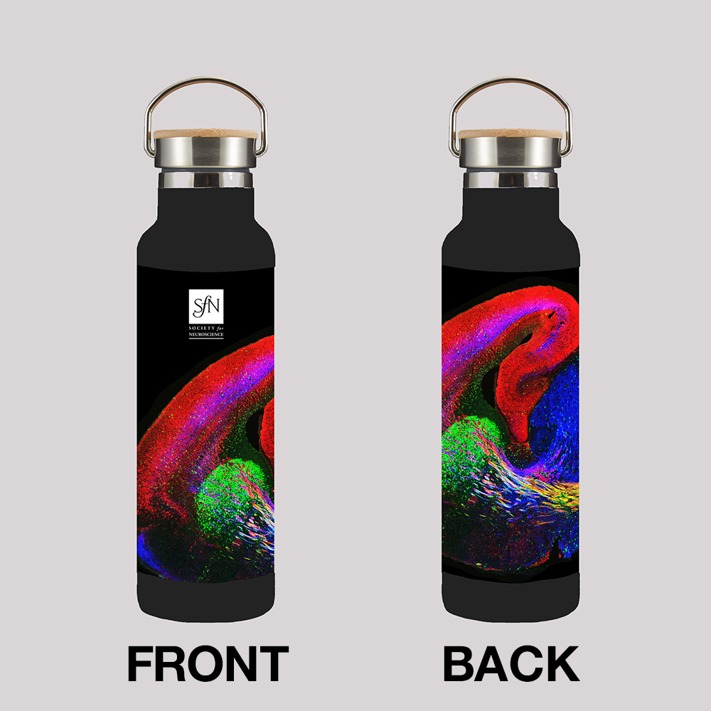 Insulated Water Bottle